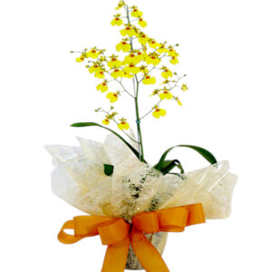 FP-21: Orquídea chuva de ouro