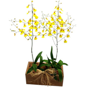 FP-20: 2 Vasos de orquídea chuva de ouro no cachepô de madeira