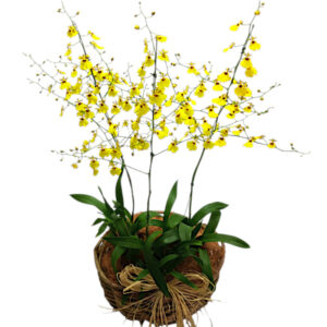 FP-19: 3 Vasos de orquídea chuva de ouro no cachepô de cipó
