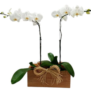 FP-11: 2 Vasos de orquídea phalaenopsis no cachepô de madeira