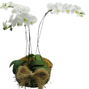FP-10: 3 Vasos de orquídea phalaenopsis no cachepô de cipó