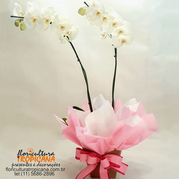 FP-07 RO: Orquídea phalaenopsis branca com 2 hastes – Floricultura Tropicana