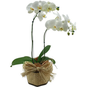 FP-07: Orquídea phalaenopsis branca com 2 hastes