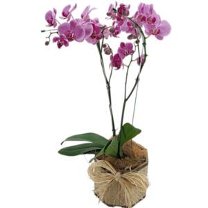 FP-08: Orquídea phalaenopsis cor de rosa com 2 hastes