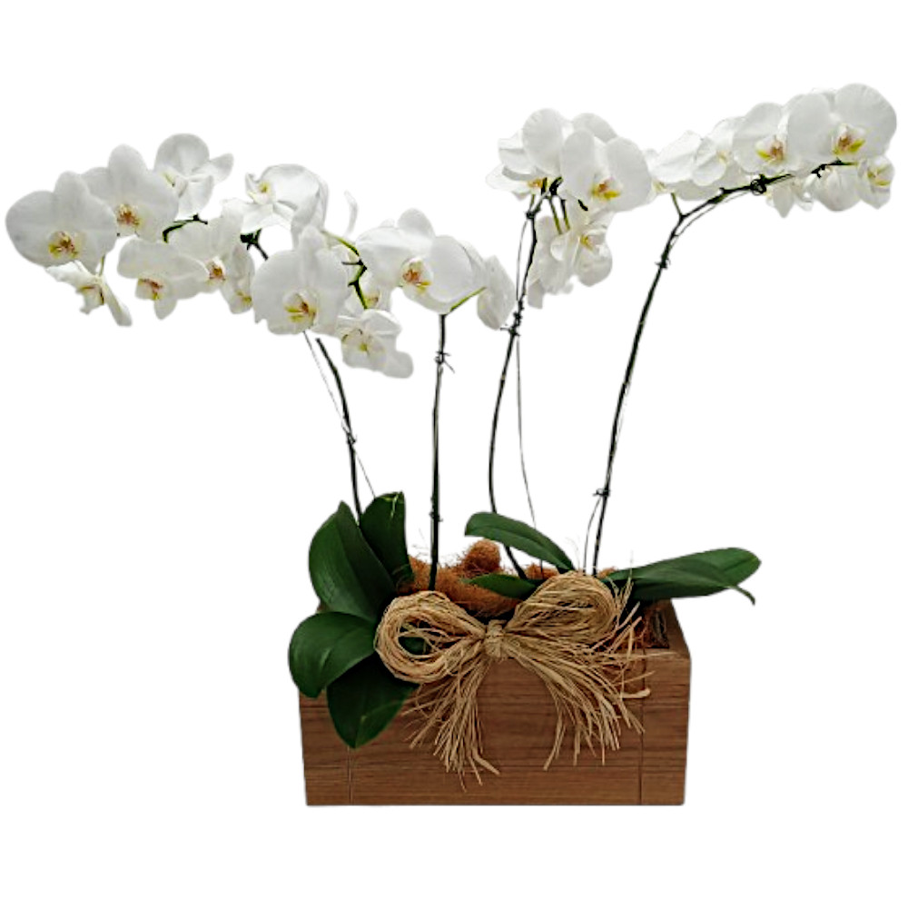 FP-26: 2 Vasos de orquídea phalaenopsis branca com 2 hastes no cachepô de madeira
