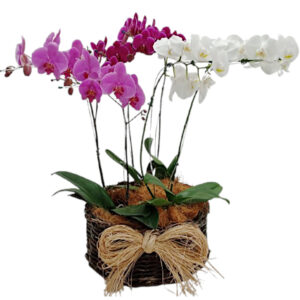 FP-25: 3 Vasos de orquídeas Phalaenopsis colorida