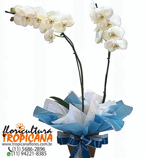 FP-07 AZ: Orquídea phalaenopsis branca com 2 hastes – Floricultura Tropicana