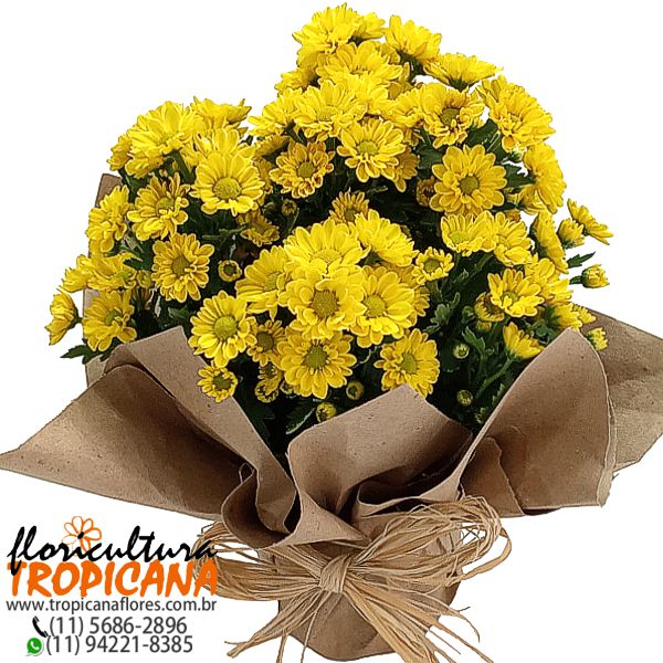 FP-37 AM: Margaridinha amarela plantada – Floricultura Tropicana