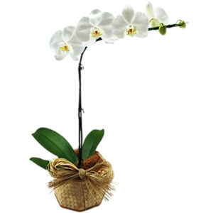 FP-12- Orquídea Phalaenopsis Branca
