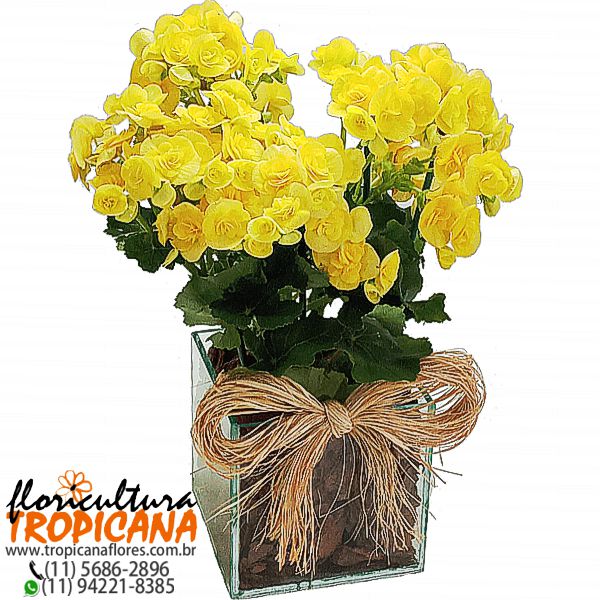 FP-06: 1 Vaso de begônia – Floricultura Tropicana