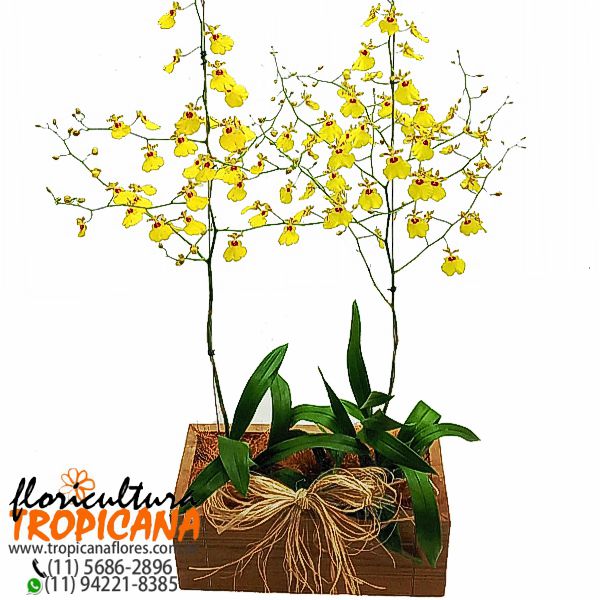 FP-20: 2 Vasos de orquídea chuva de ouro no cachepô de madeira –  Floricultura Tropicana