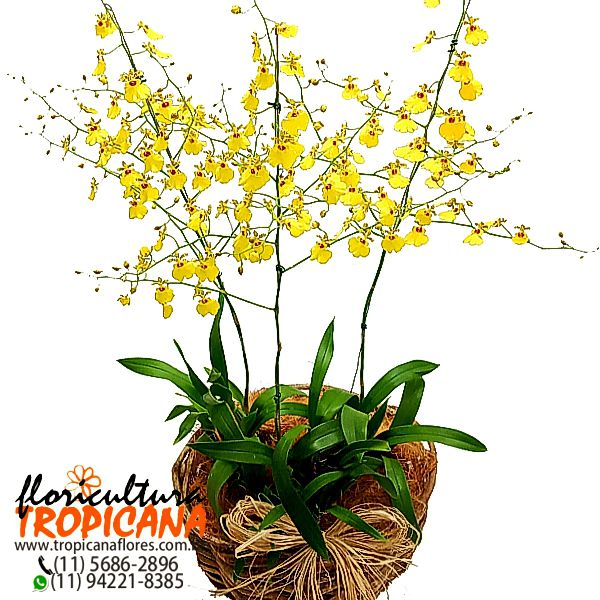 FP-19: 3 Vasos de orquídea chuva de ouro no cachepô de cipó – Floricultura  Tropicana