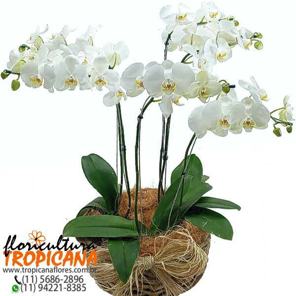 FP-22: 3 vasos de orquídea phalaenopsis branca com 2 hastes no cachepô de  cipó – Floricultura Tropicana