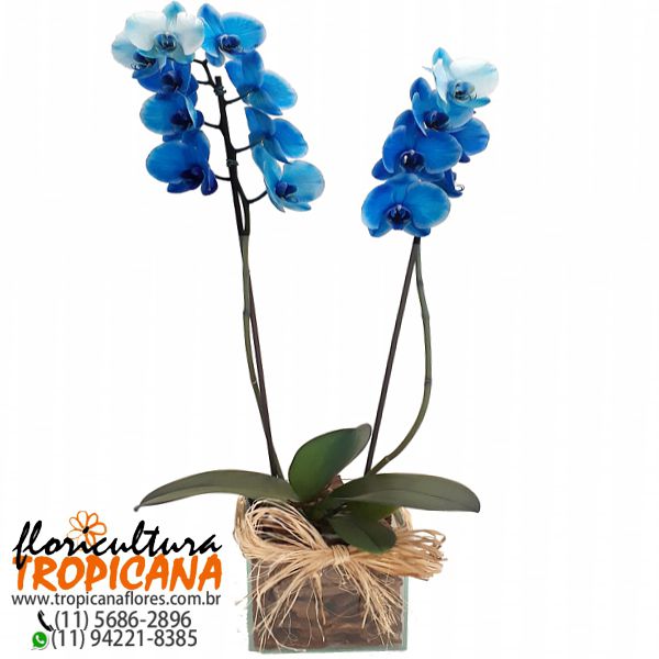 FP-34: Orquídea phalaenopsis azul no cachepô de vidro – Floricultura  Tropicana