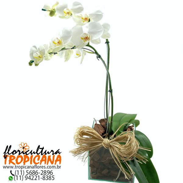 FP-07: Orquídea phalaenopsis branca com 2 hastes – Floricultura Tropicana
