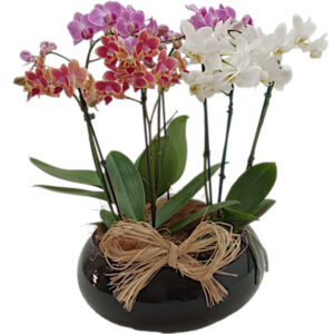 FP-49: 3 Vasos de mini orquidea phalaenopsis no vasos de vidro