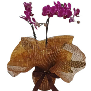 FP-44: Orquídea Mini Phalaenopsis Vinho