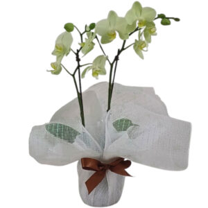 FP-40: Orquídea Mini Phalaenopsis Verde Limão