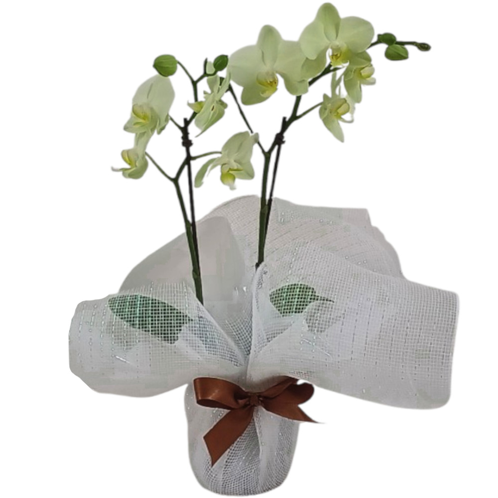 FP-40: Orquídea Mini Phalaenopsis Verde Limão