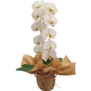 FP-38: Orquídea phalaenopsis cascata branca