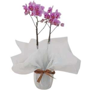 FP-41: Orquídea Mini Phalaenopsis Cor de Rosa