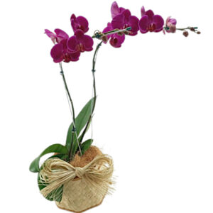 FP-06: Orquídea phalaenopsis cor pink com 2 hastes