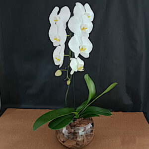 FP-22BR: Orquídea phalaenopsis cascata branca no vidro