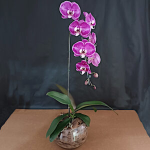 FP-22VI: Orquídea phalaenopsis cascata vinho no vidro