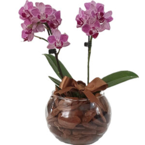 FP-04RO: Orquídea Phalaenopsis Baby Cor de Rosa