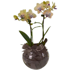 FP-04AM: Orquídea Phalaenopsis Baby Amarela