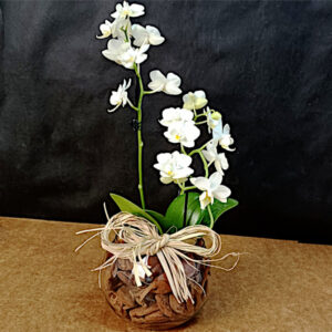 FP-04BR: Orquídea Phalaenopsis Baby Branca