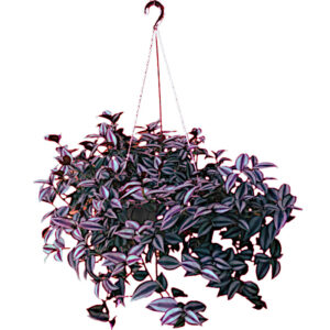 PL-06: Lambari zebrina roxo no vaso cuia 21